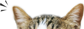 ネコの耳