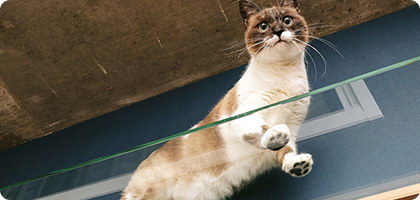 キャットウォーク