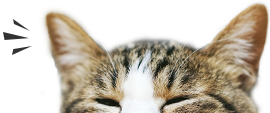 猫の耳